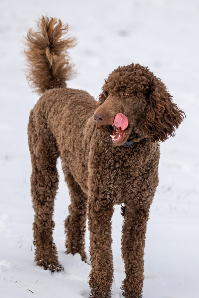 Poodle T Shirt