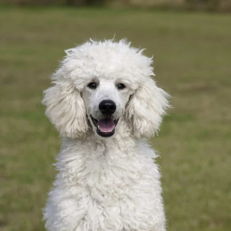 Poodle T Shirt